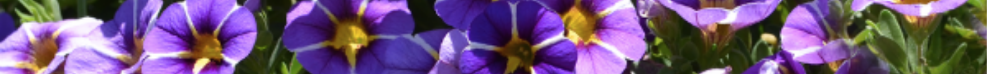 Calibrachoa Assorted (2)