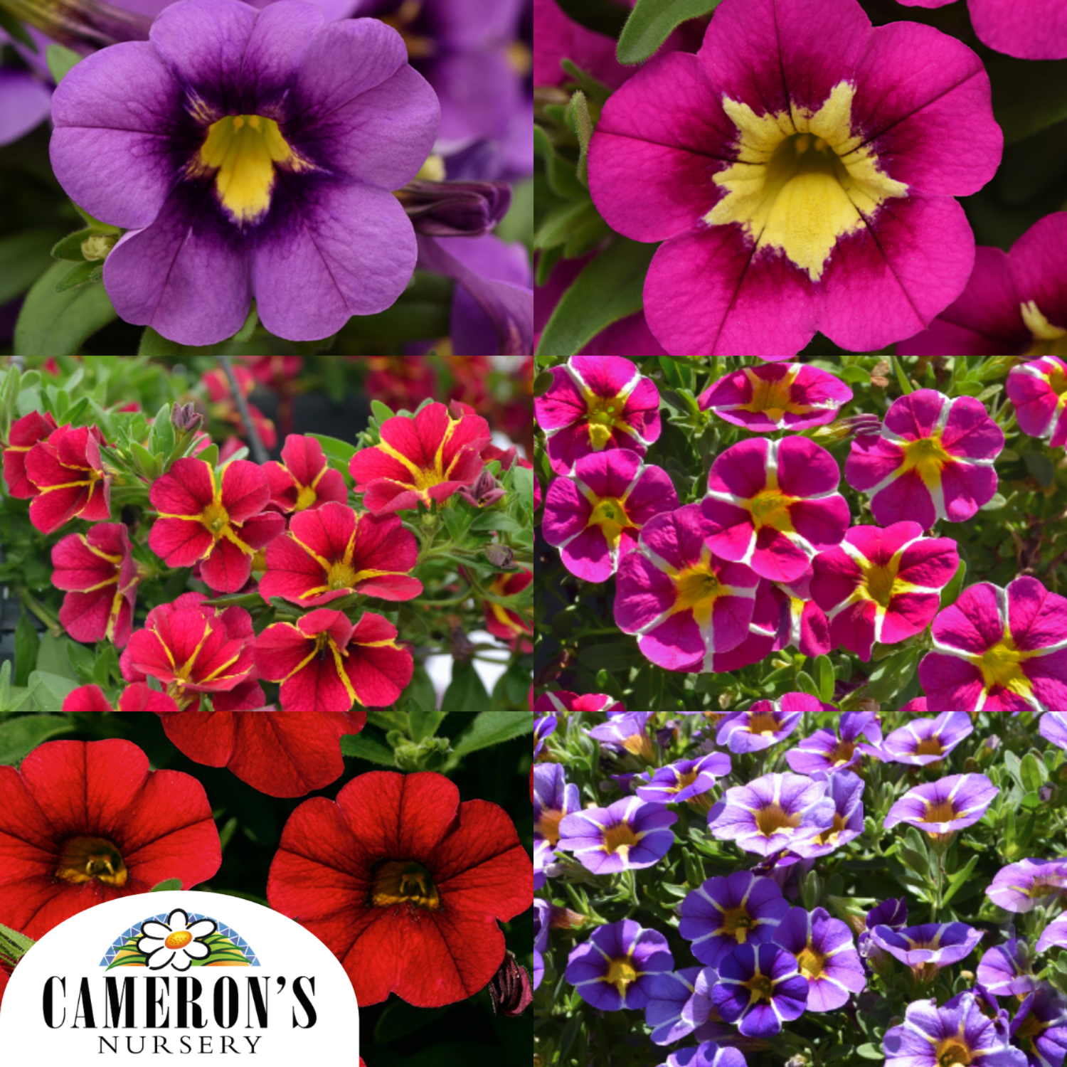 Calibrachoa Assorted