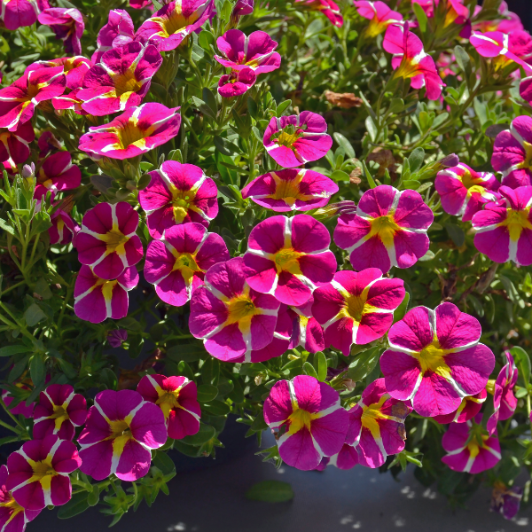 Calibrachoa Colibri Pink Bling - 600x600px