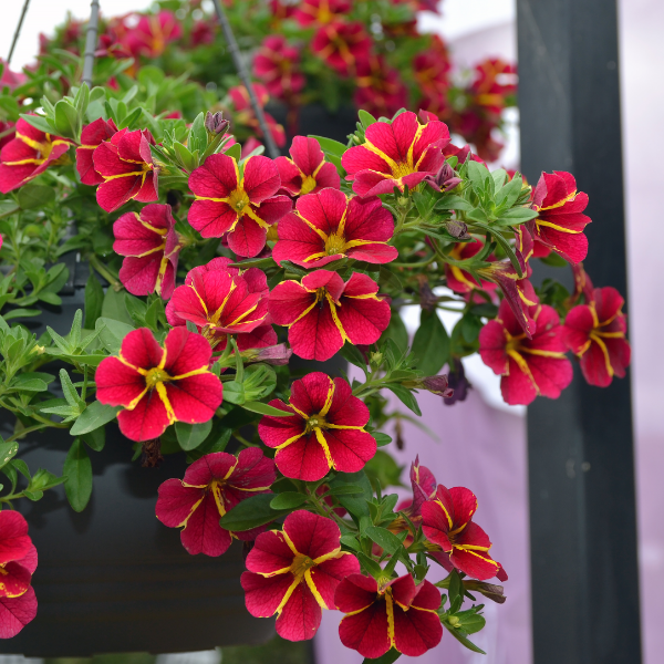 Calibrachoa Colibri Red Bling - 600x600px