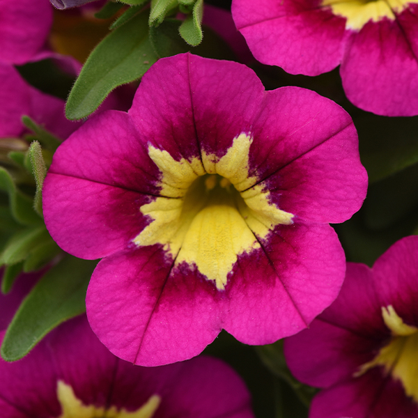 Calibrachoa Star Jump Pink