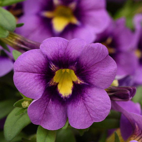Calibrachoa Starjump Blue