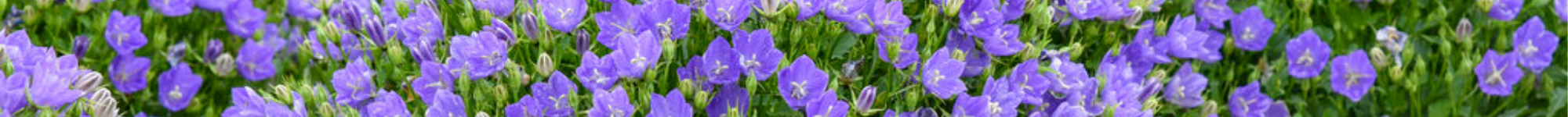 Campanula Mini Marvels Series (2)