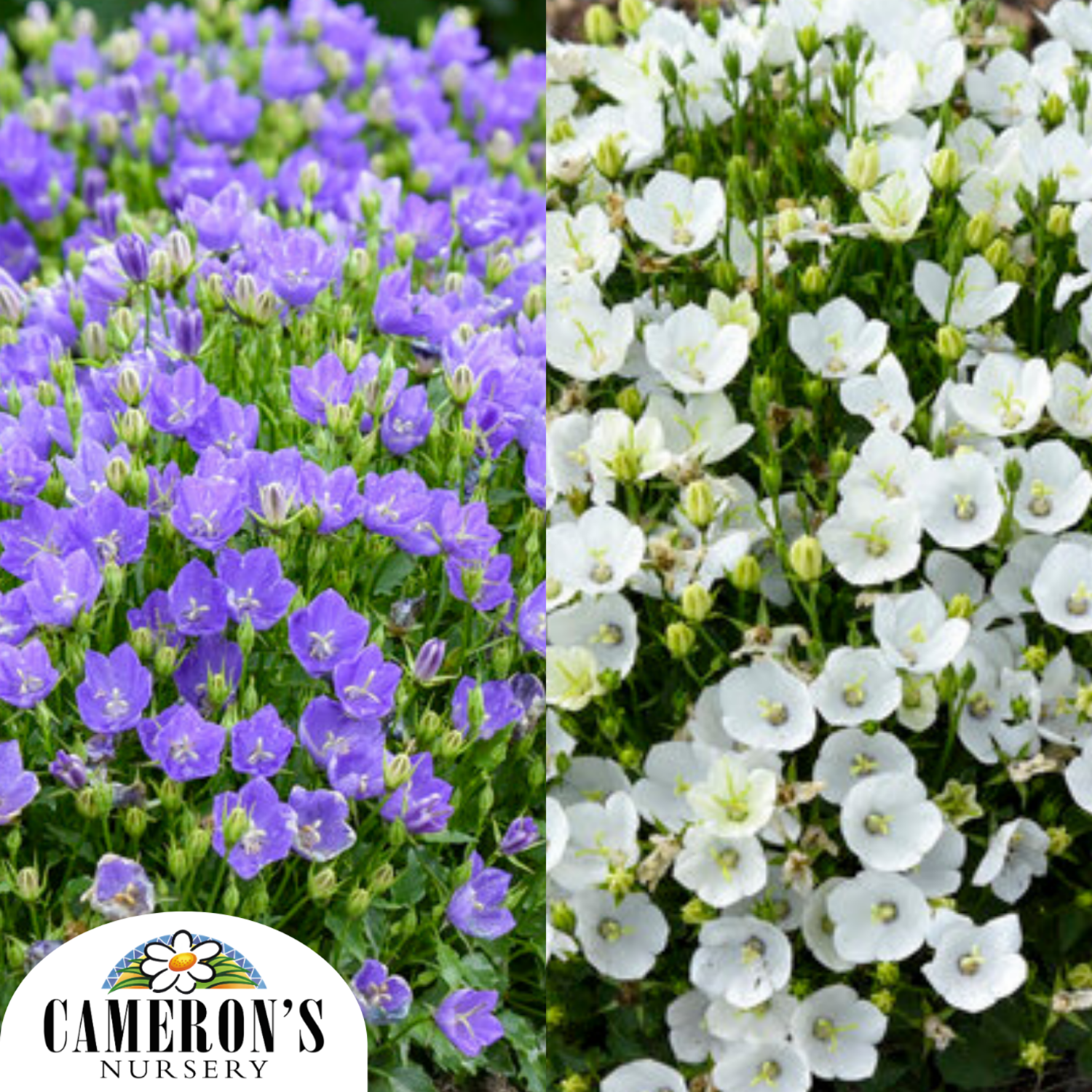 Campanula Mini Marvels Series
