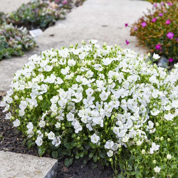 Campanula carpatica 'Mini Marvels Starbright' (2)
