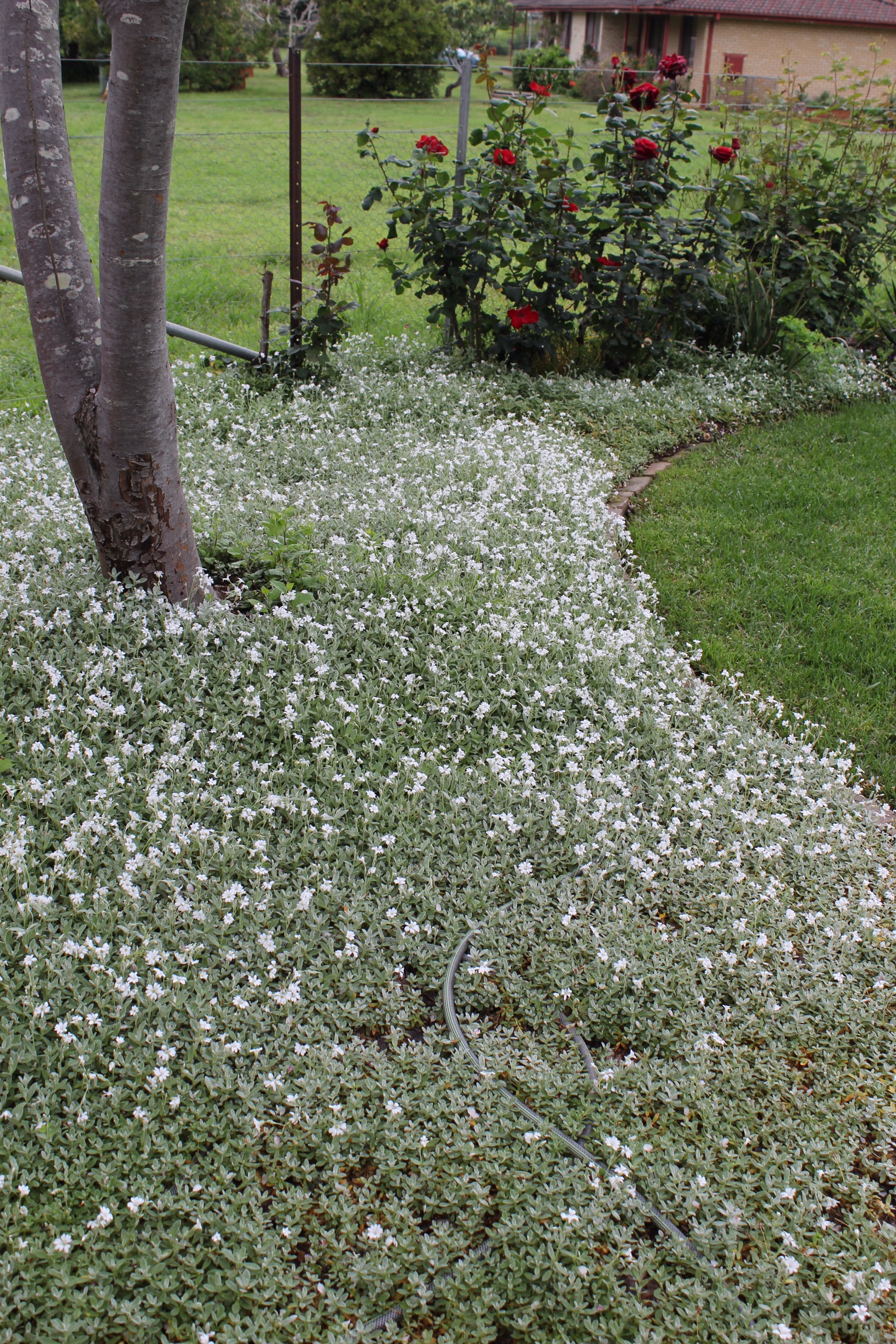 Cerastium tomentosa in garden