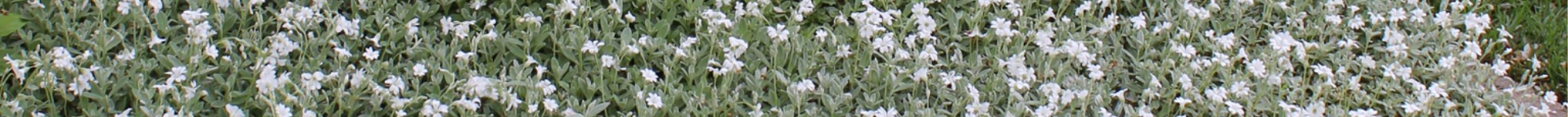 Cerastium tomentosum (2)