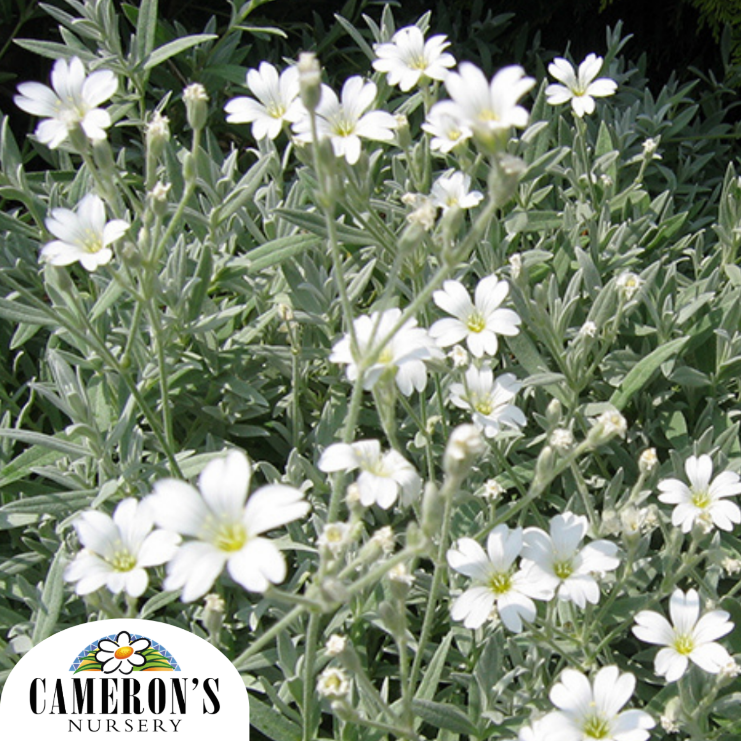 Cerastium tomentosum
