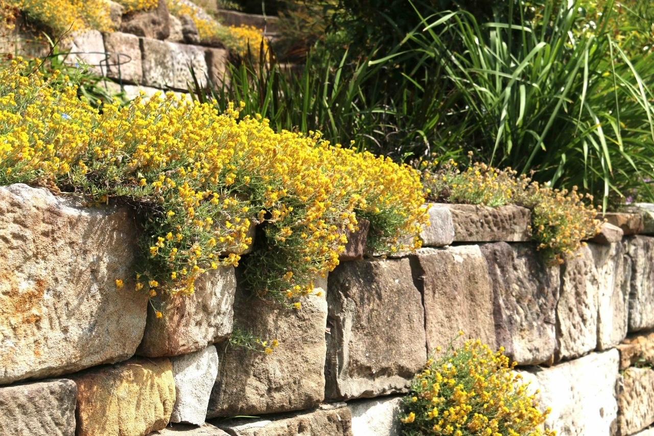 Chrysocephalum Desert Flame in rockery