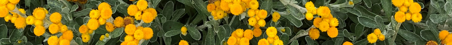 Chrysocephalum apiculatum Desert Flame PBR (2)