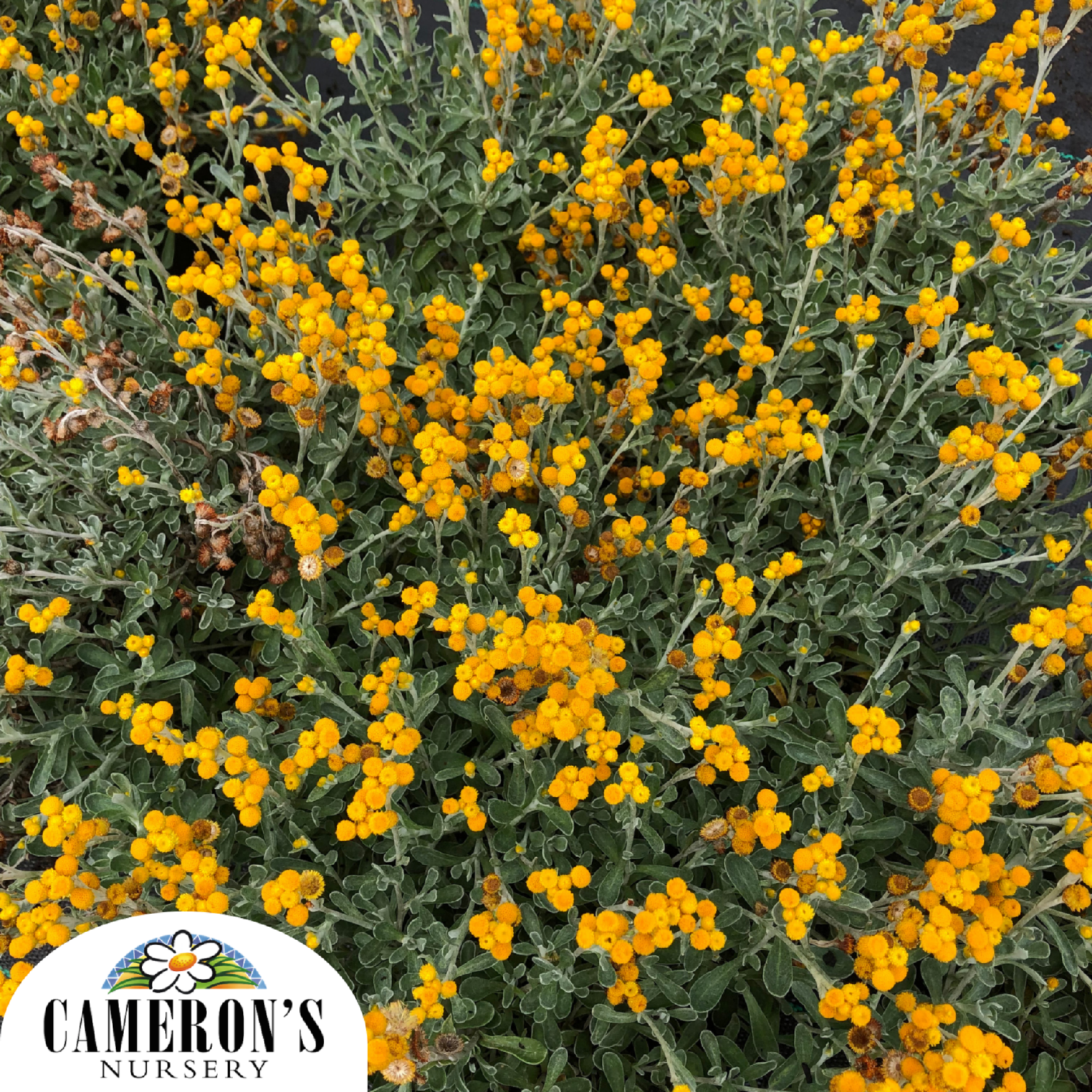 Chrysocephalum apiculatum Desert Flame PBR