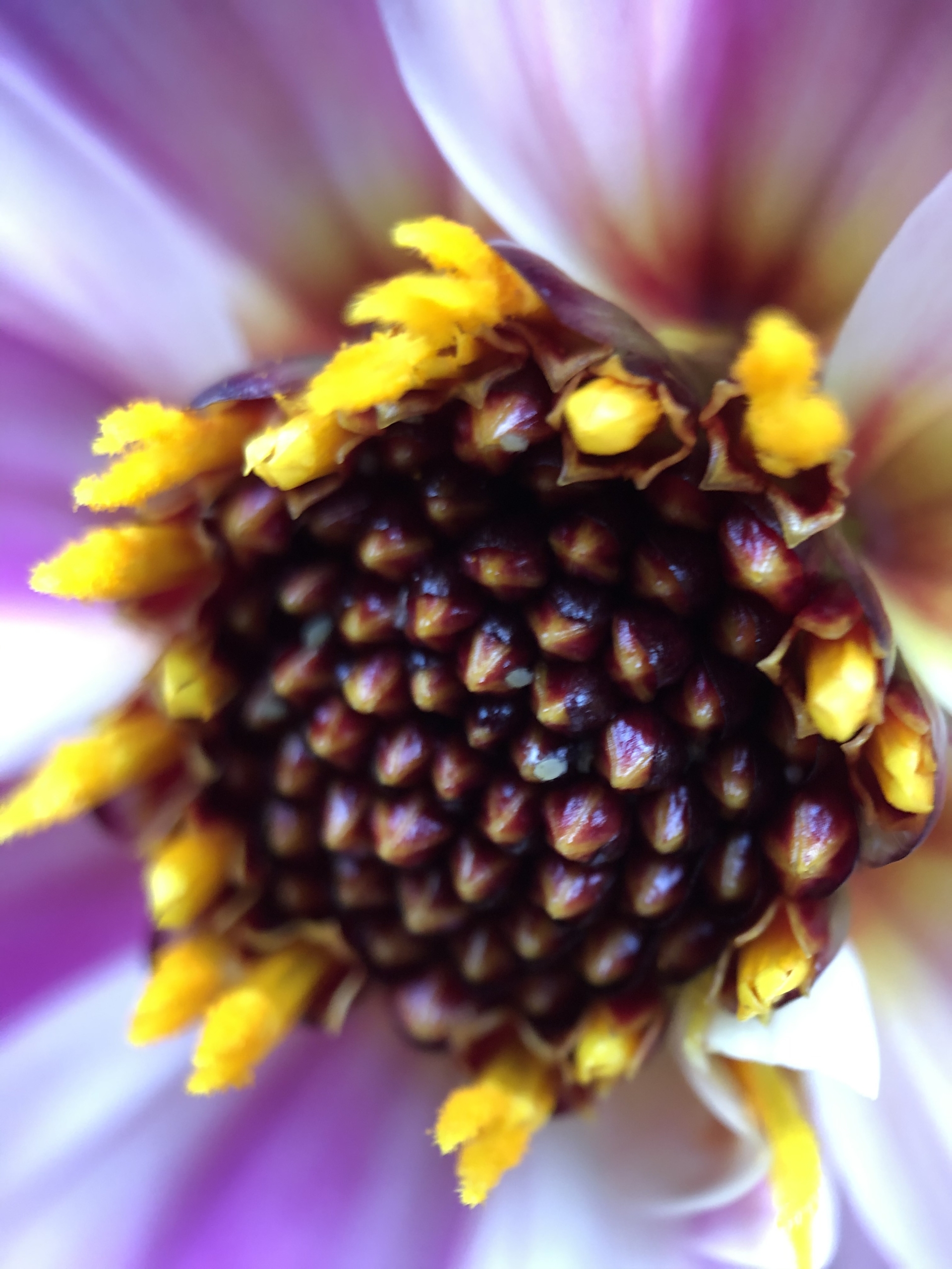 Dahlia Mystic Dreamer (17)