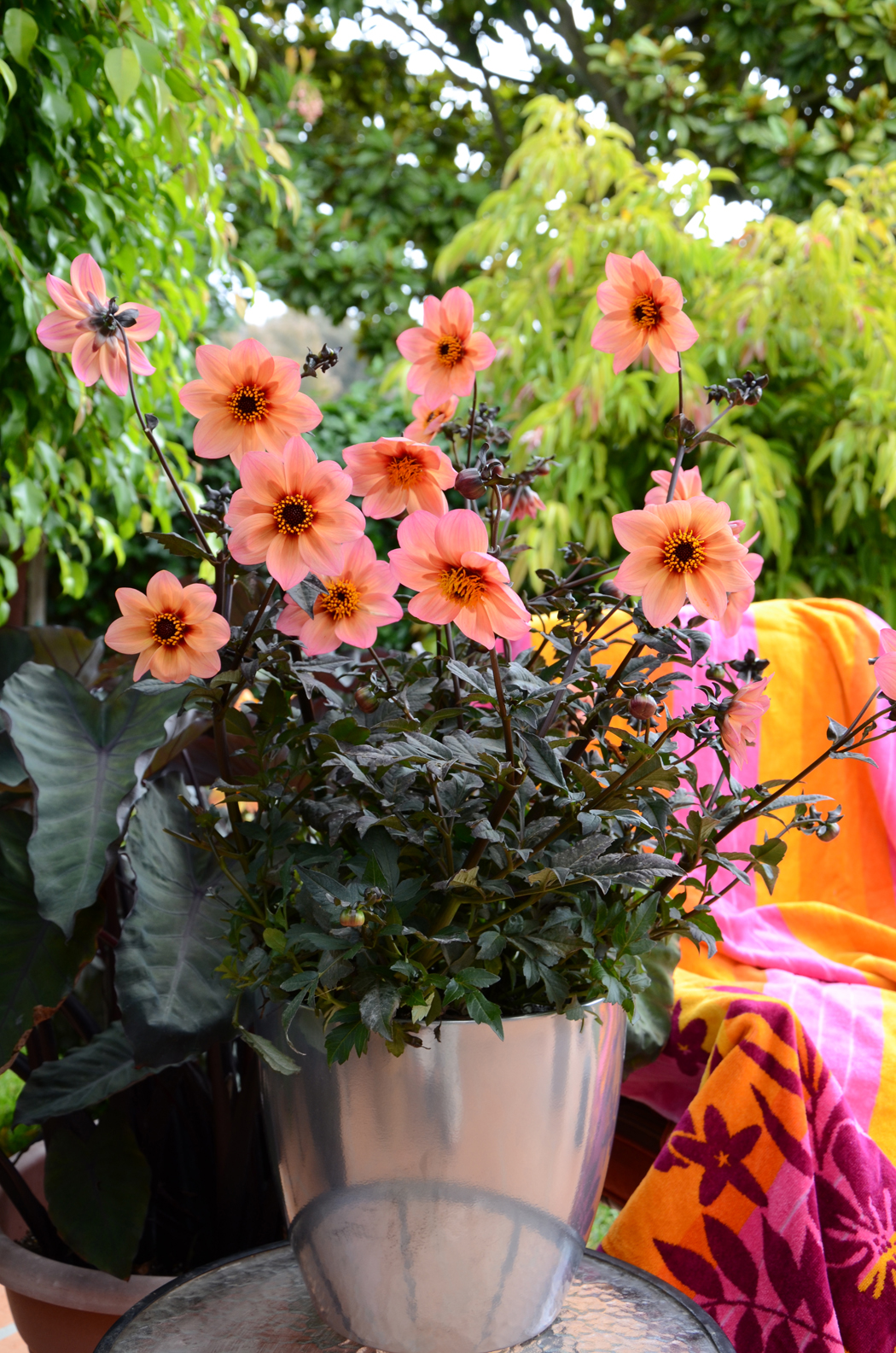 Dahlia-Mystic-Fantasy-004 (1)