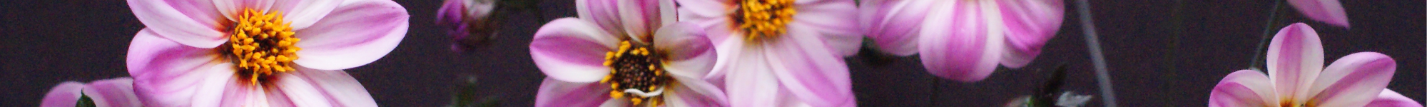 Dahlia hybrid Mystic Series (2)