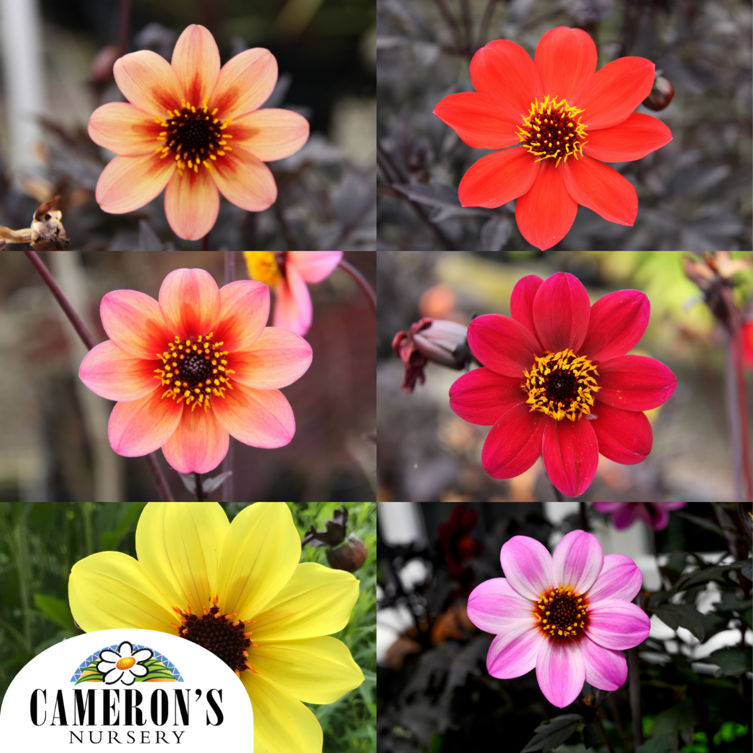 Dahlia hybrid Mystic Series