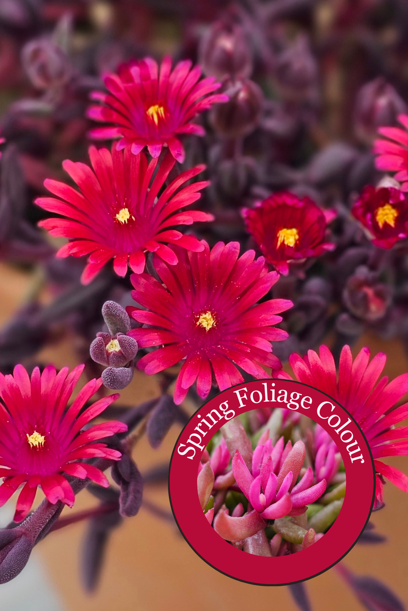 Delopserma Desert Dancers Red