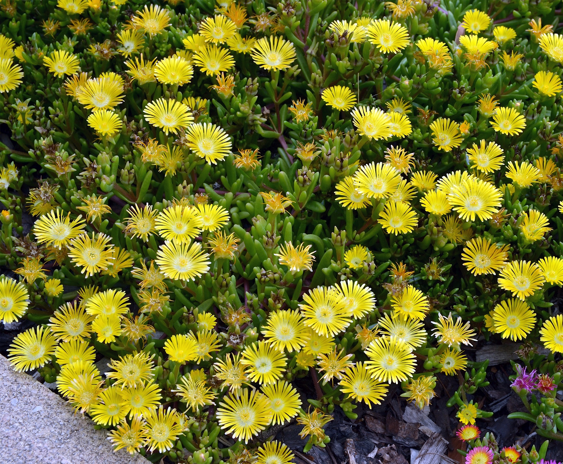 Delosperma (2)