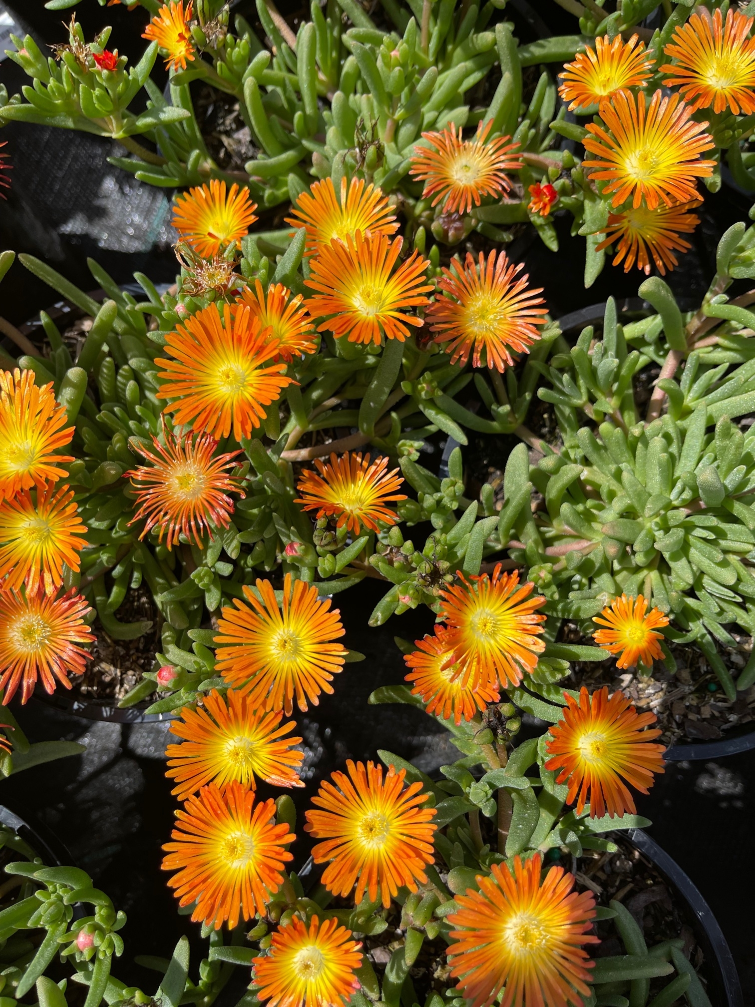 Delosperma (3)