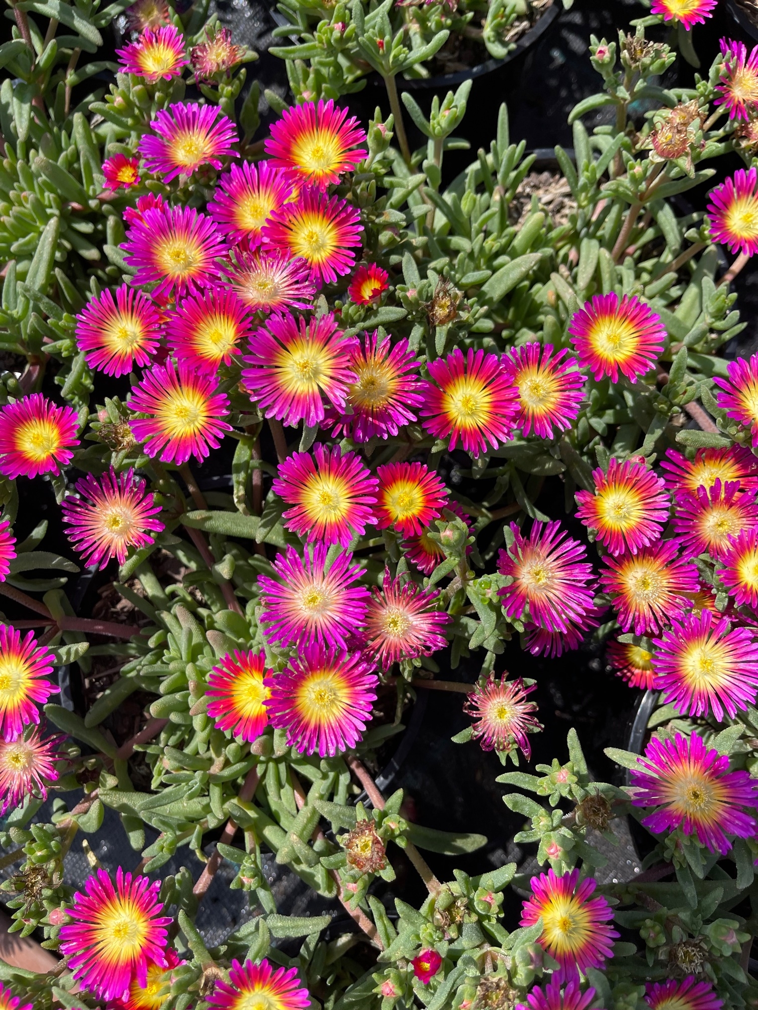Delosperma (4)