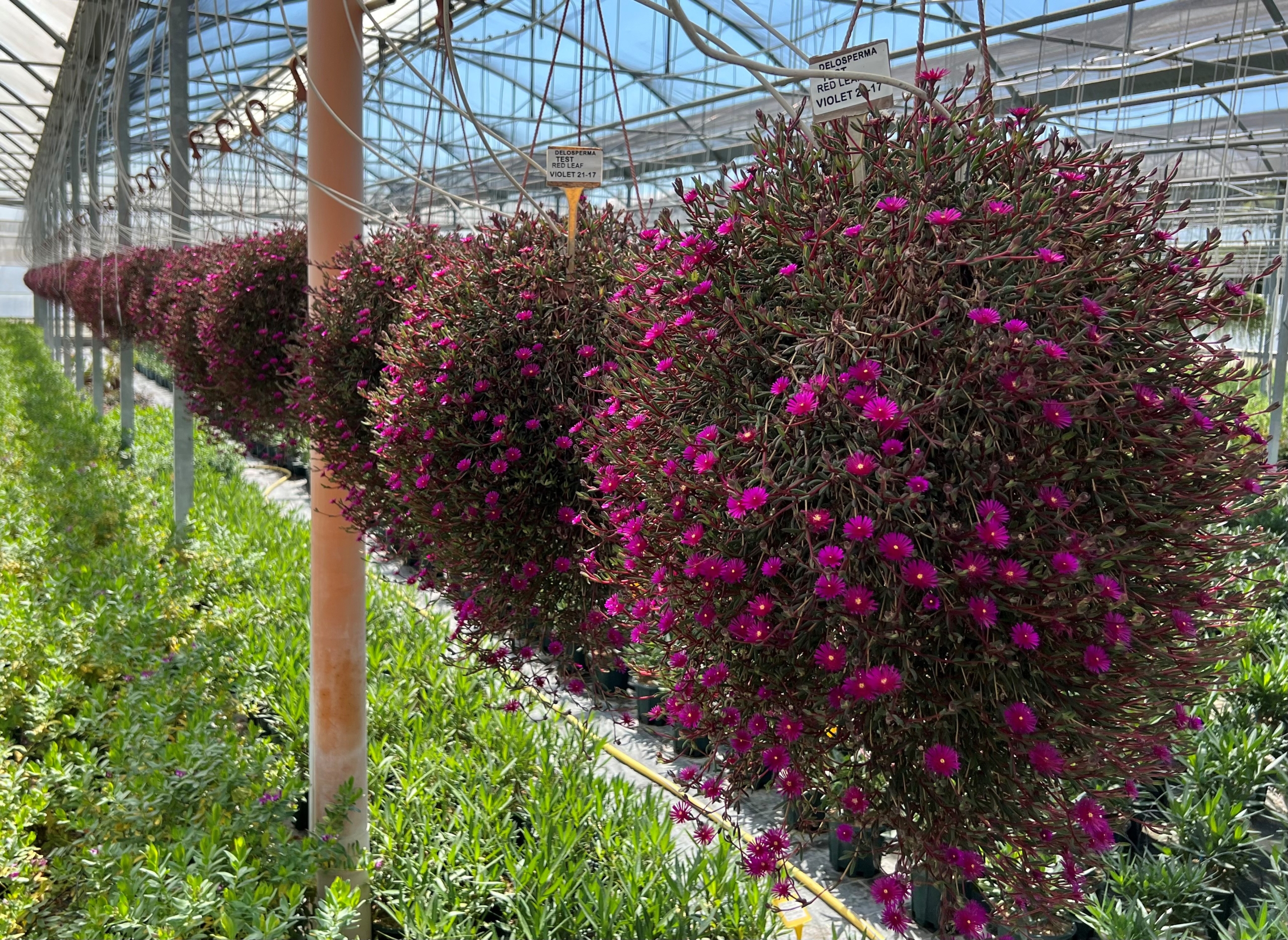 Delosperma Desert Dancer Purple - 01