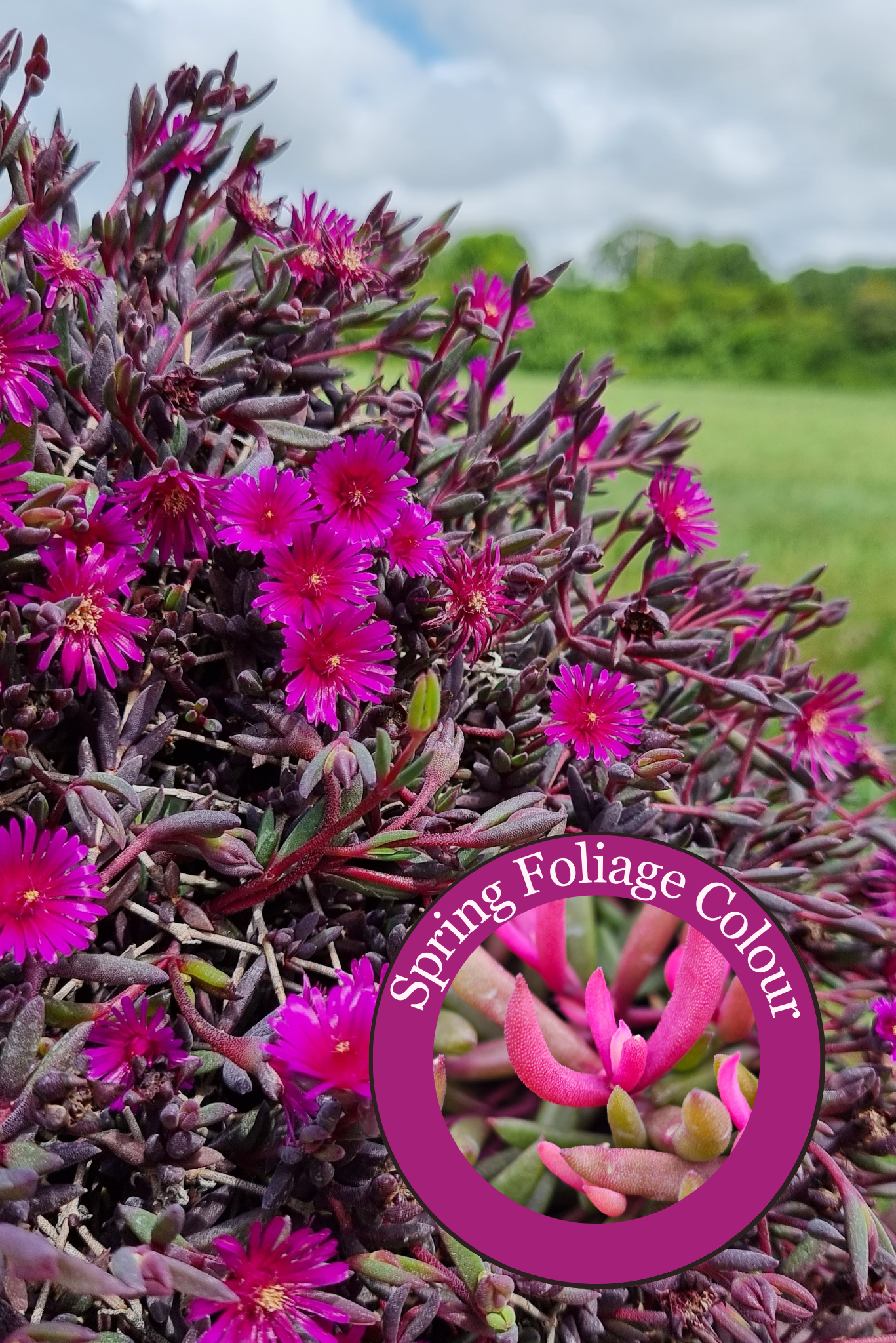 Delosperma Desert Dancers Purple