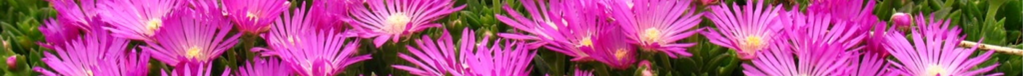 Delosperma cooperi Assorted (2)