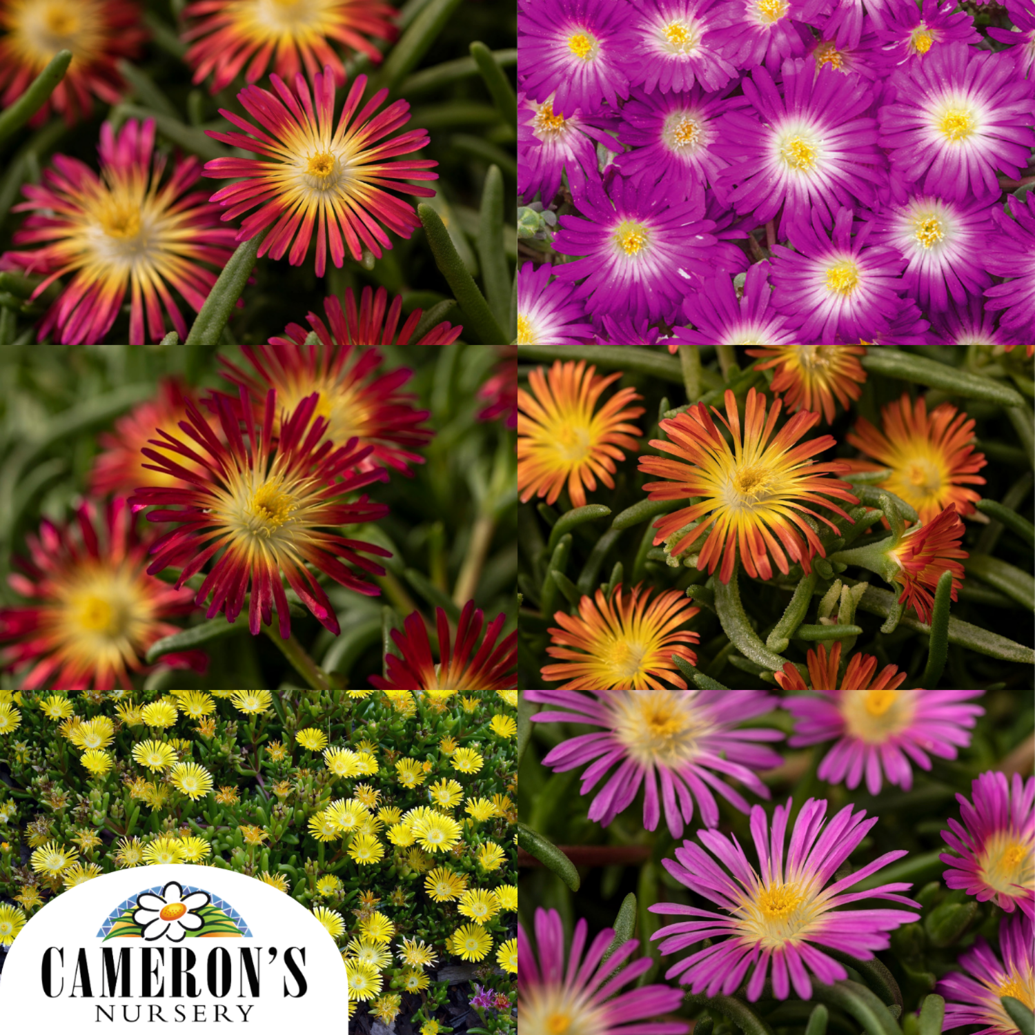 Delosperma cooperi Assorted