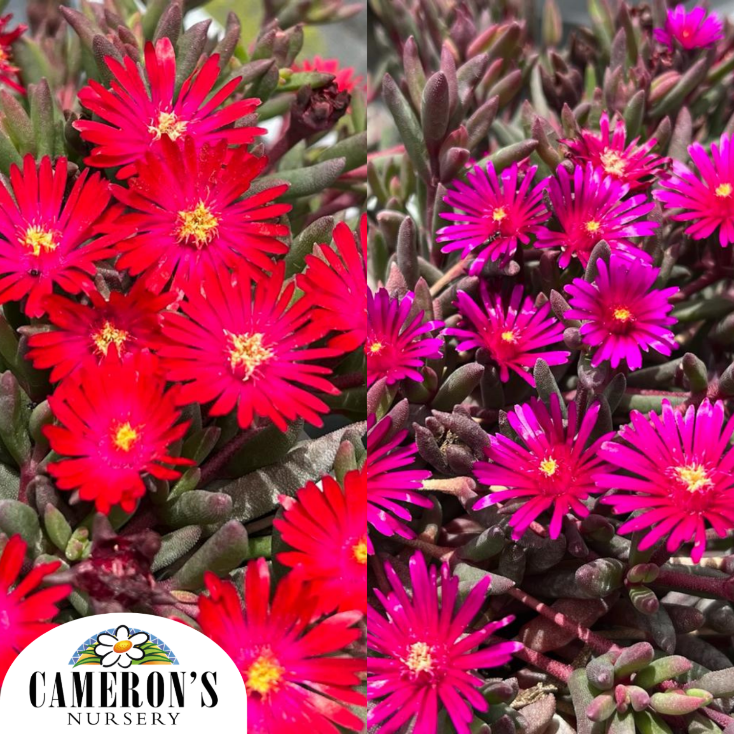 Delosperma nubigenum Desert Dancers Series
