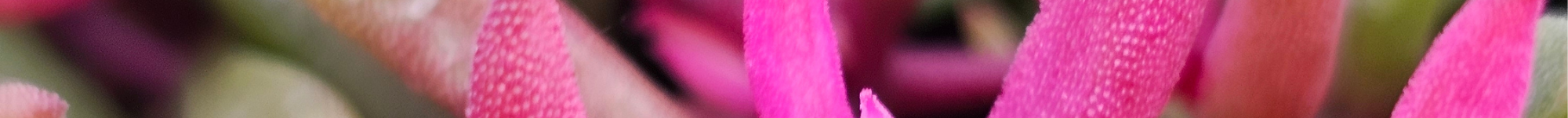 Delosperma nubigenum Desert Dancers Series