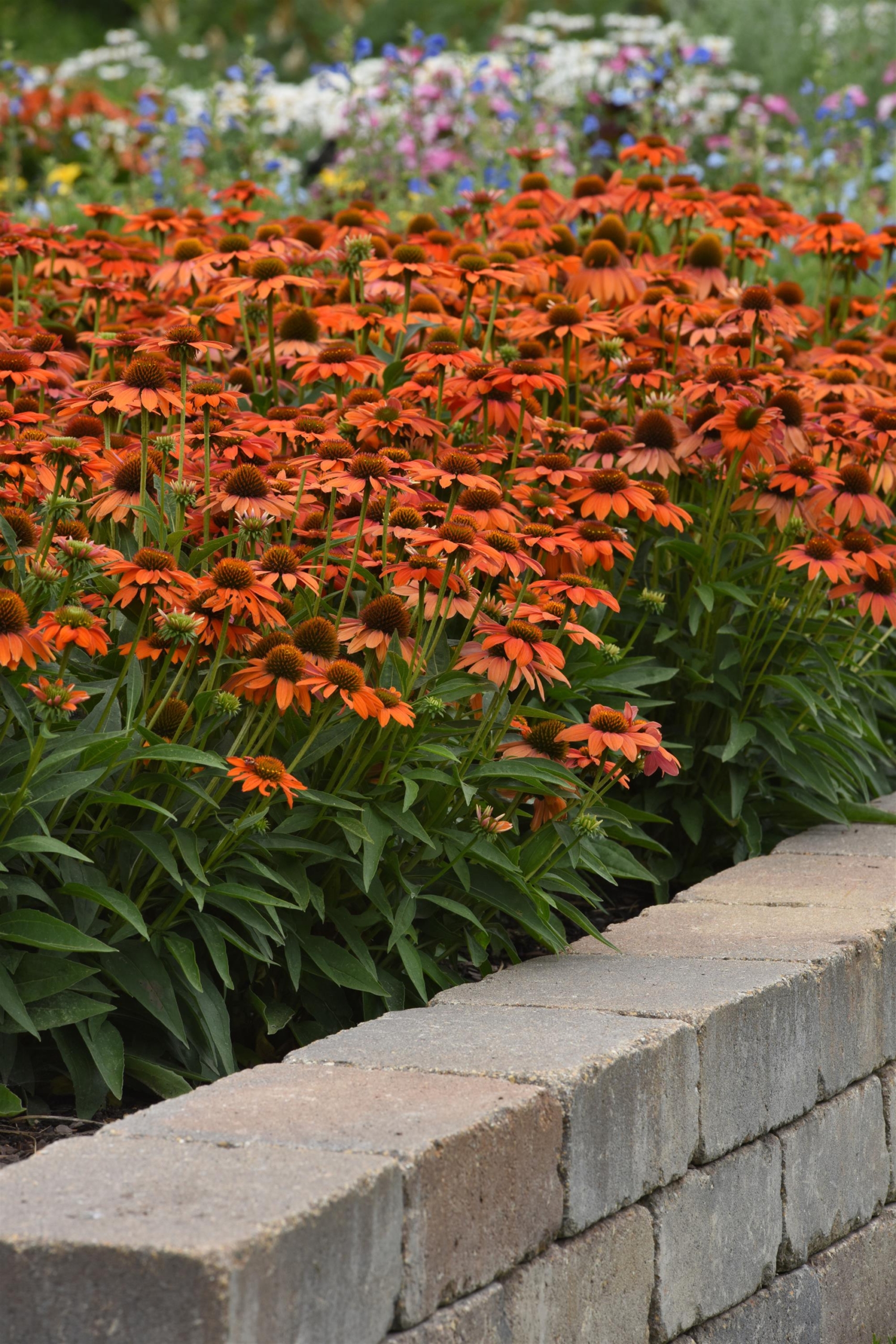ECHINACEA ARTISAN ORANGE SOFT_Landscape_Landscape (1)