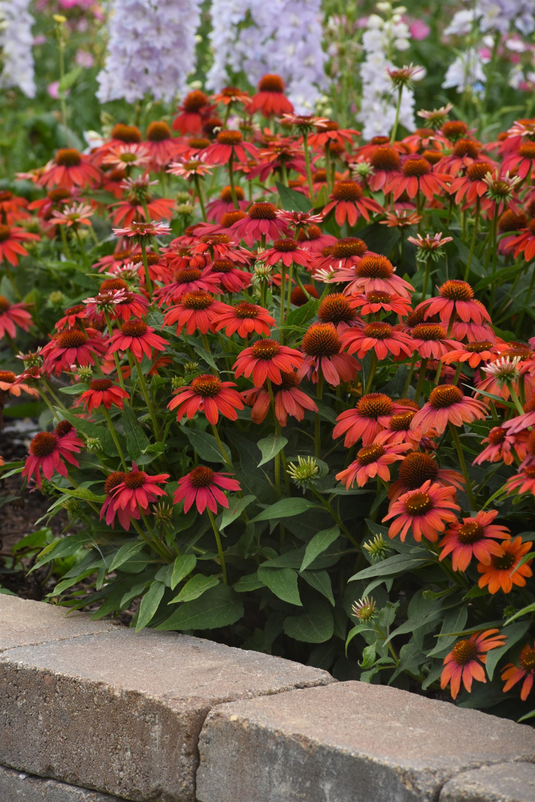 ECHINACEA ARTISAN RED OMBRE_Landscape_Landscape