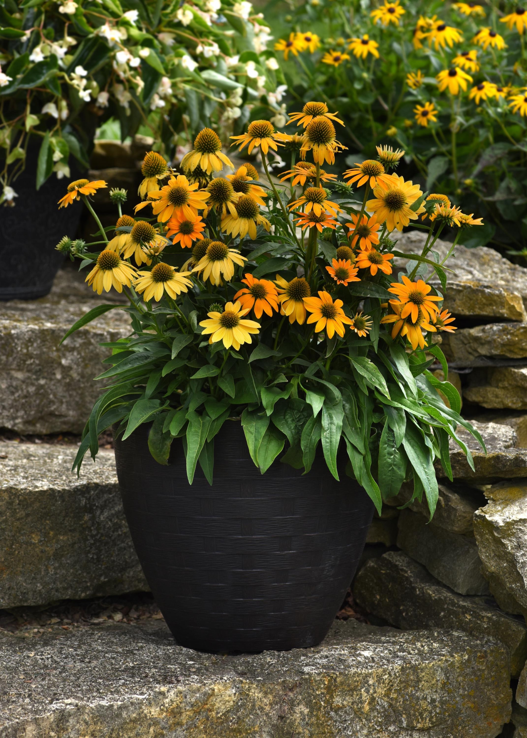 ECHINACEA ARTISAN YELLOW OMBRE_Container_Container