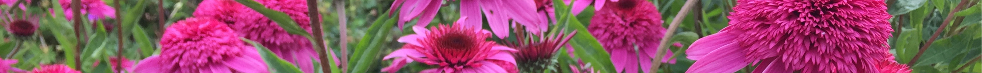 Echinacea Delicious Series (2)