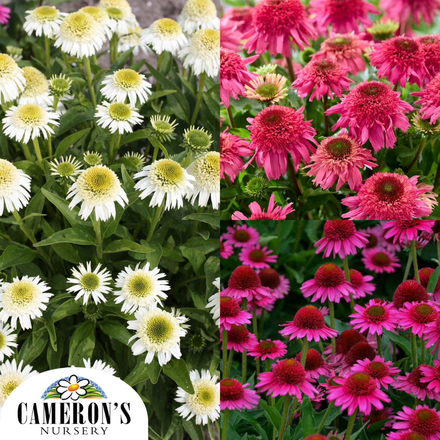 Echinacea Delicious Series