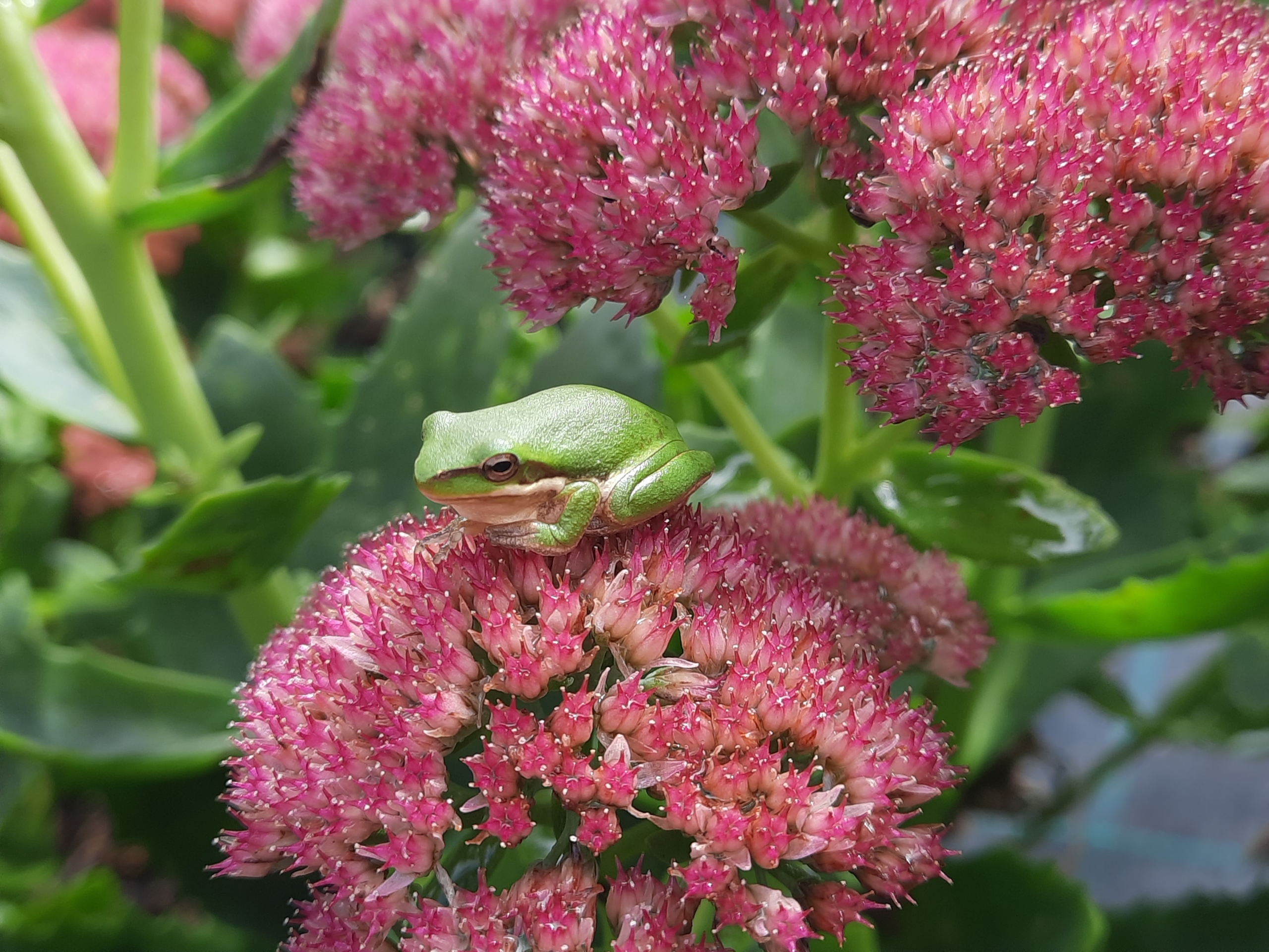 Frog on Sedum Autumn Joy (2)