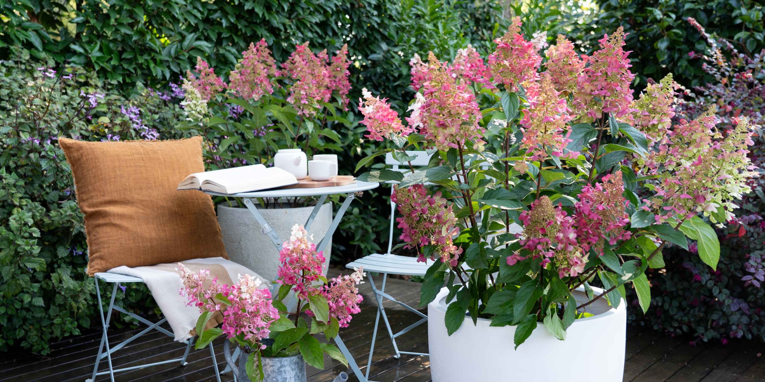 Hydrangea paniculata Candlelight (4)