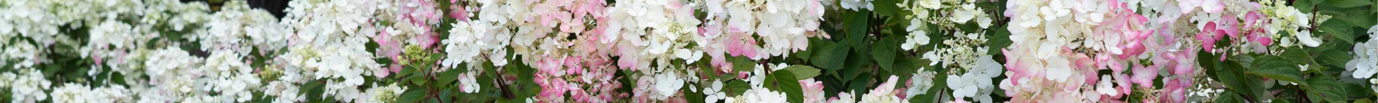 Hydrangea paniculata Series PBR (2)