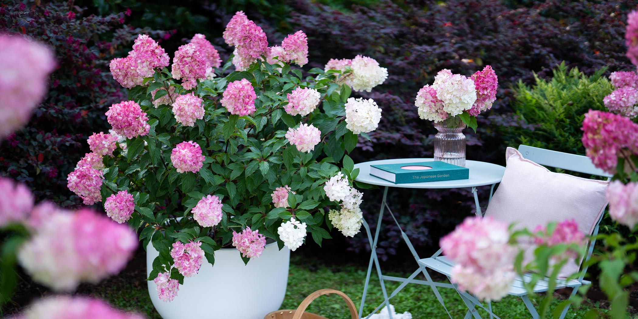 Hydrangea paniculata Sundae Fraise (2)