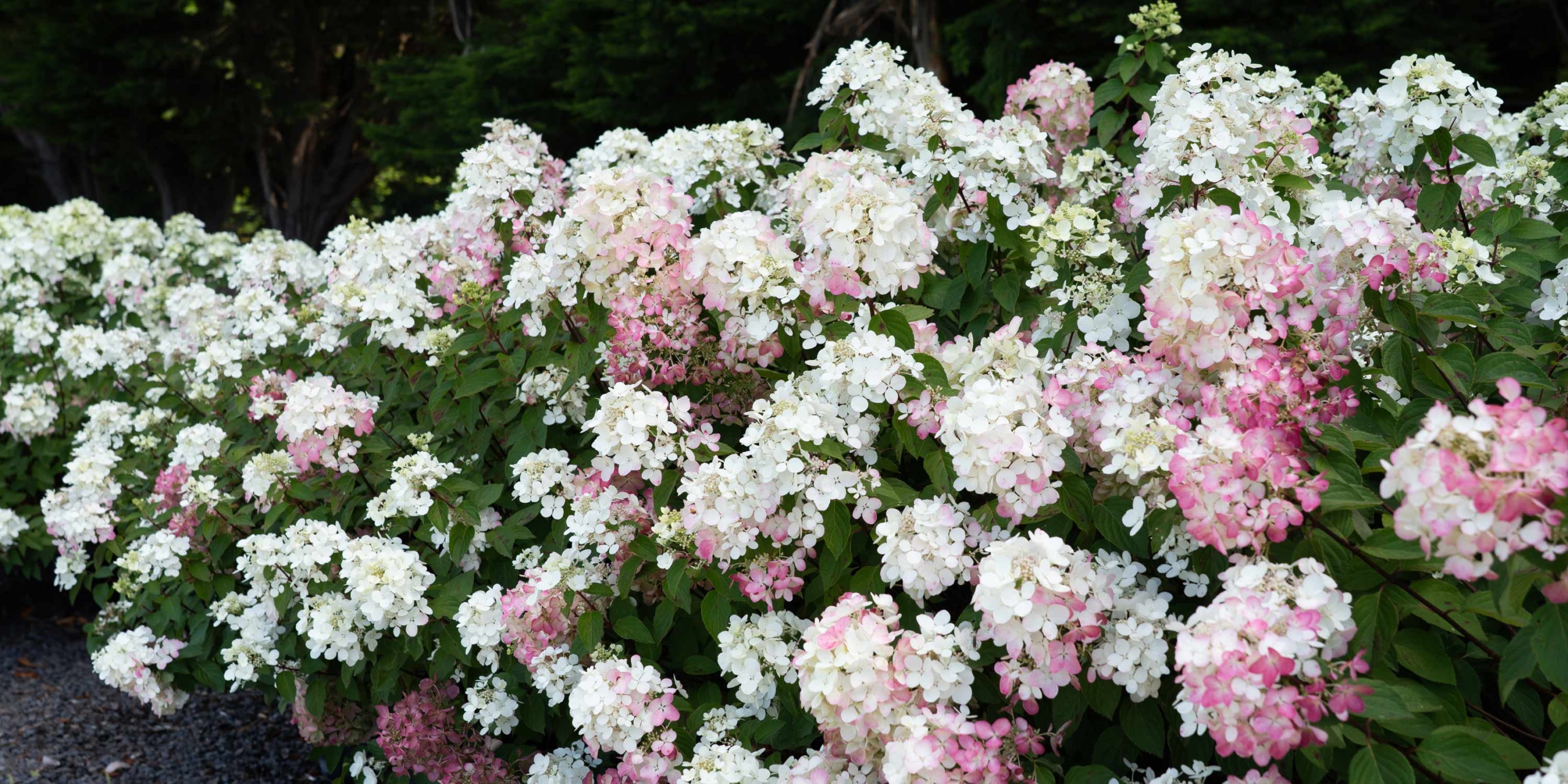 Hydrangea paniculata diamond_rouge (3)
