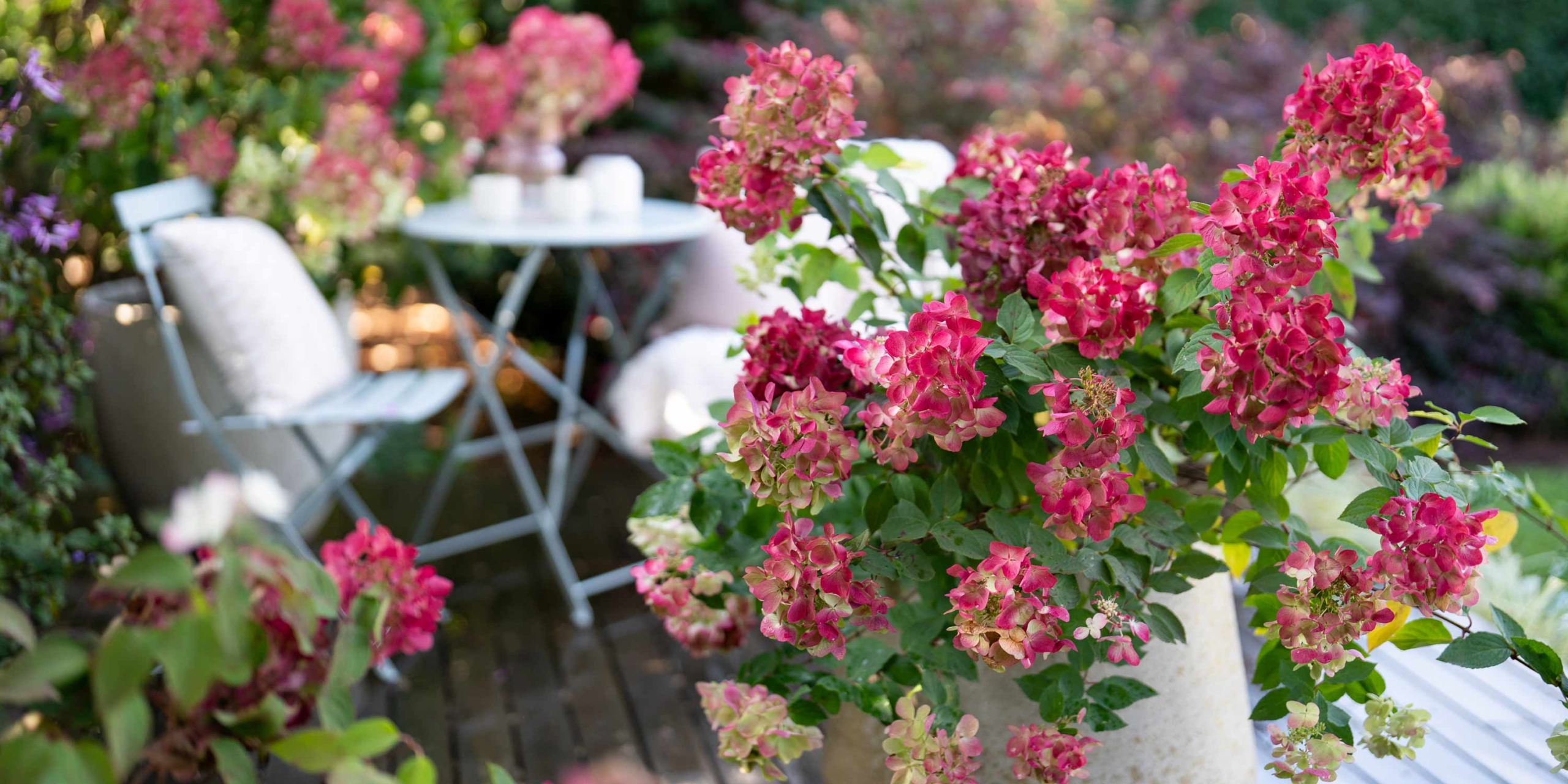 Hydrangea paniculata diamond_rouge (4)