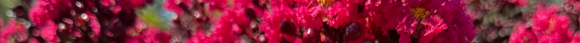 Lagerstroemia indica Center Stage Series PBR (2)