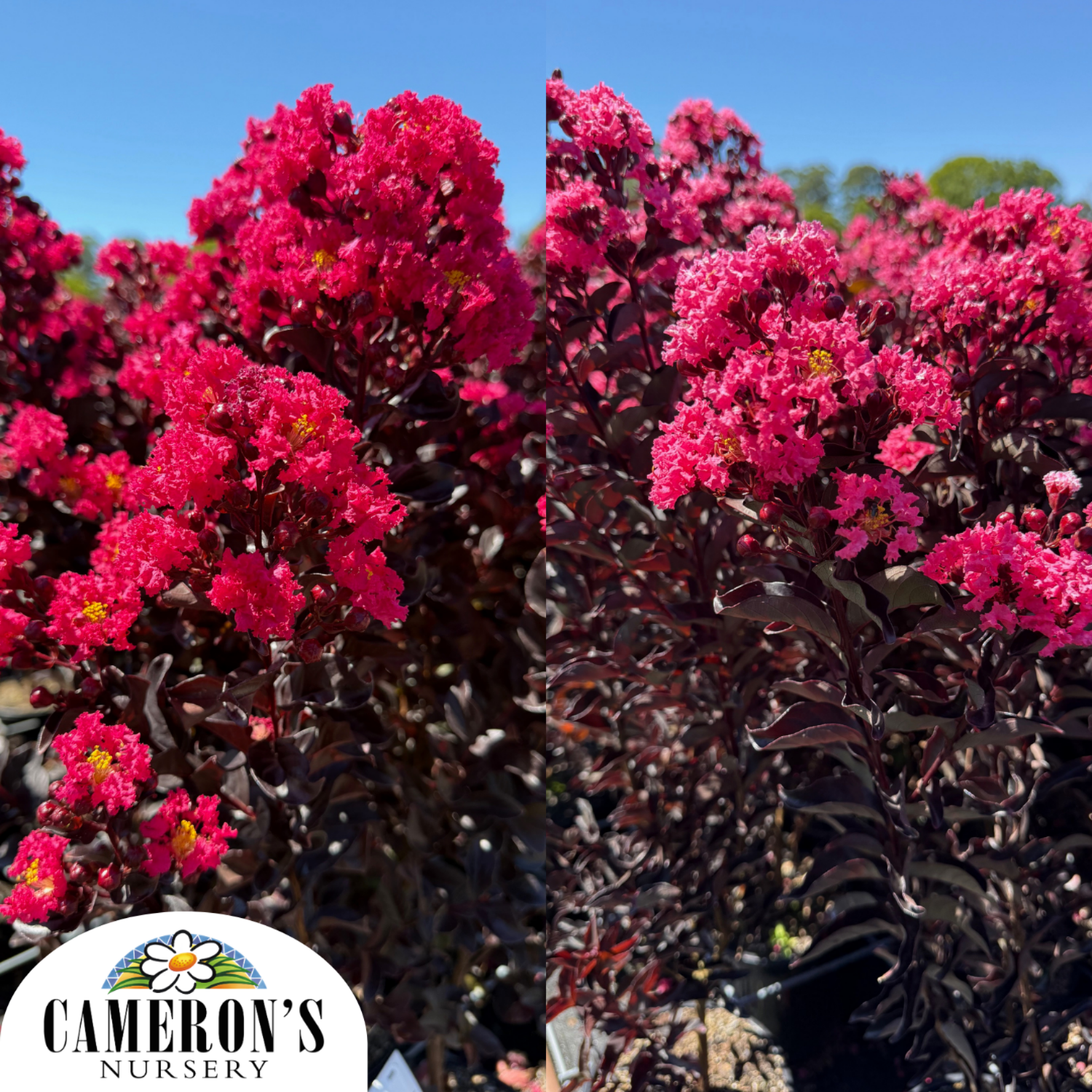 Lagerstroemia indica Center Stage Series PBR