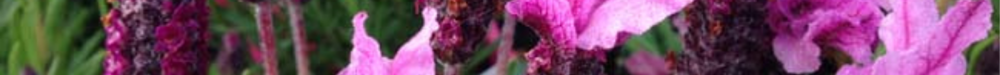 Lavandula pedunculata Sensation Series PBR (2)