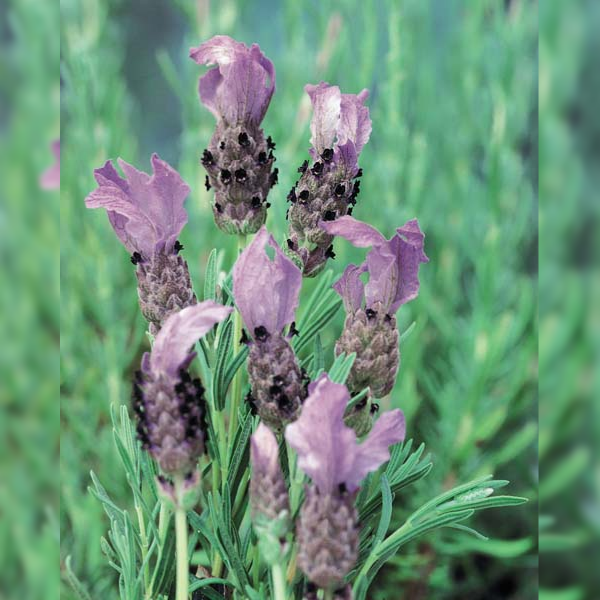 Lavender - Sensation Blue Lavandula pedunculata - 600x600px