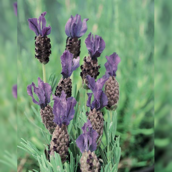 Lavender - Sensation Purple Lavandula pedunculata - 600x600px (1)