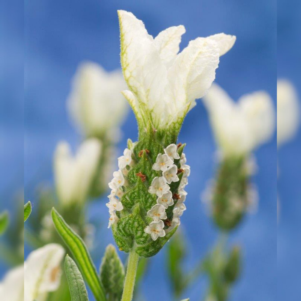 Lavender - Sensation White Lavandula pedunculata - 600x600px