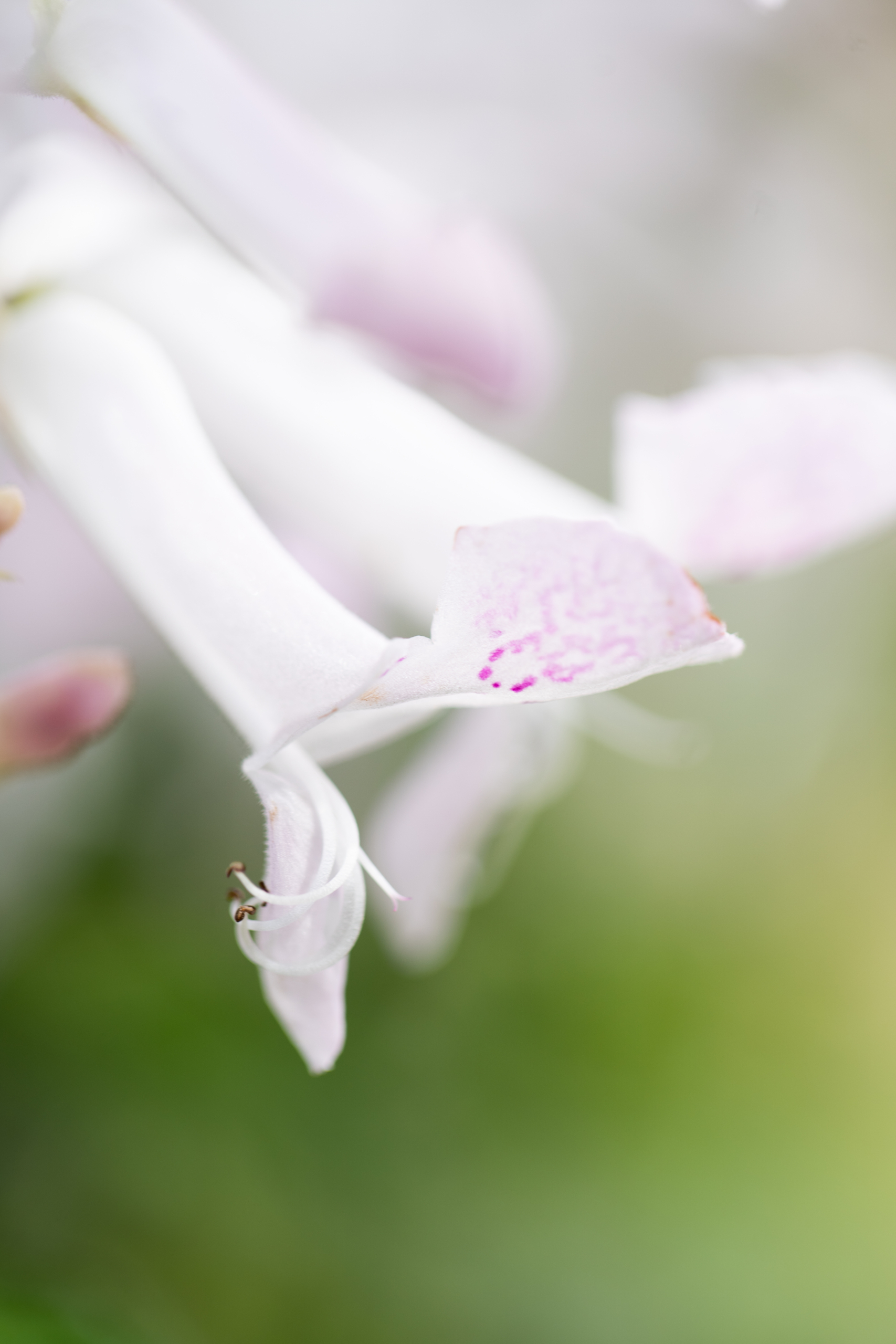 Plectranthus Mona White (3)