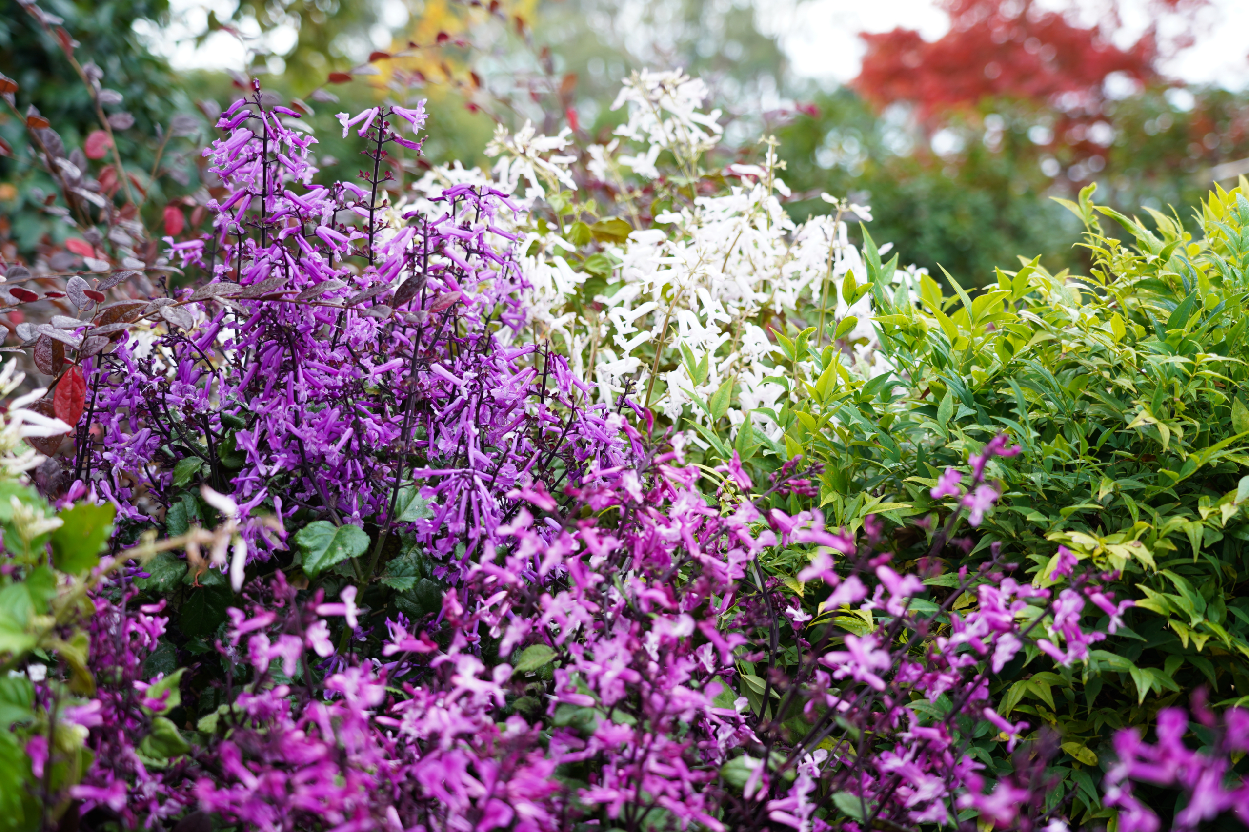 Plectranthus Mona collection (1)