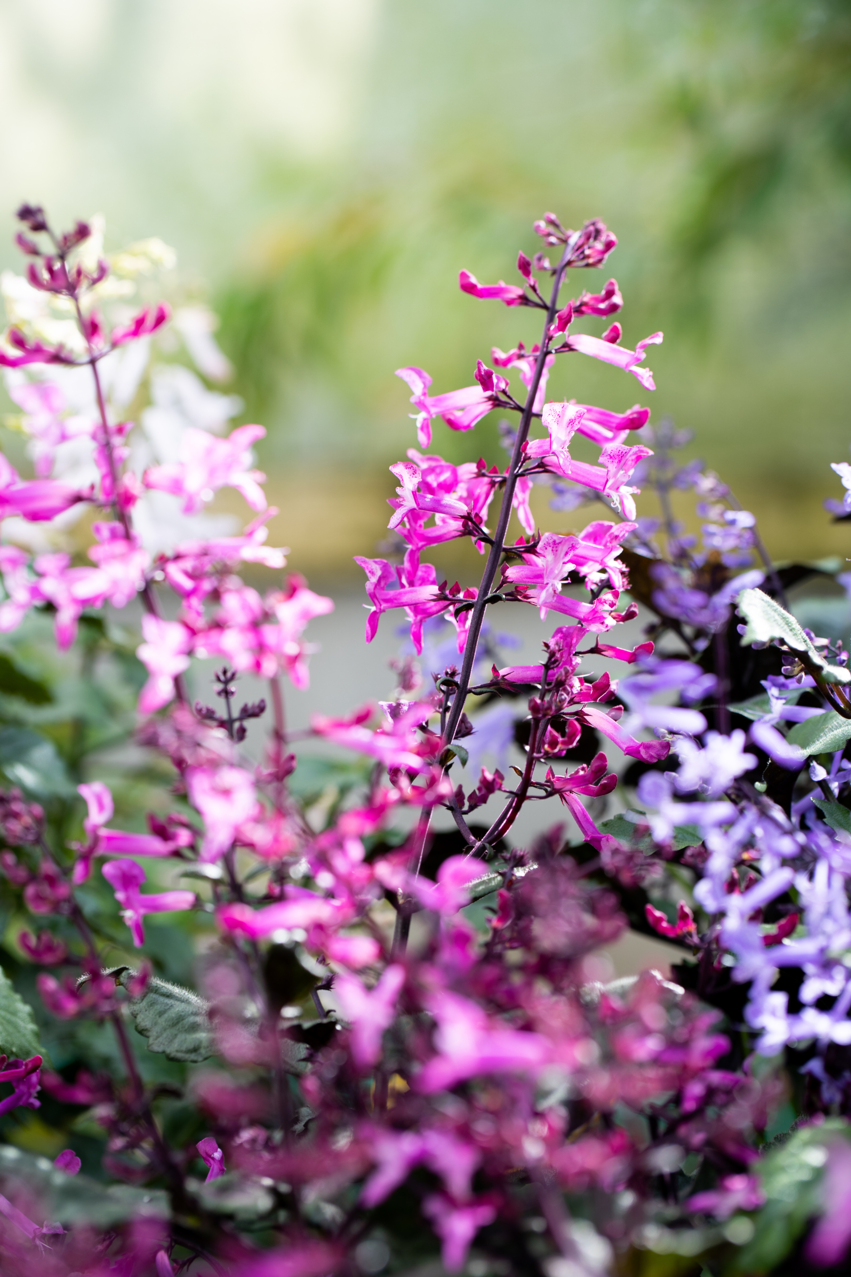 Plectranthus Mona collection (2)