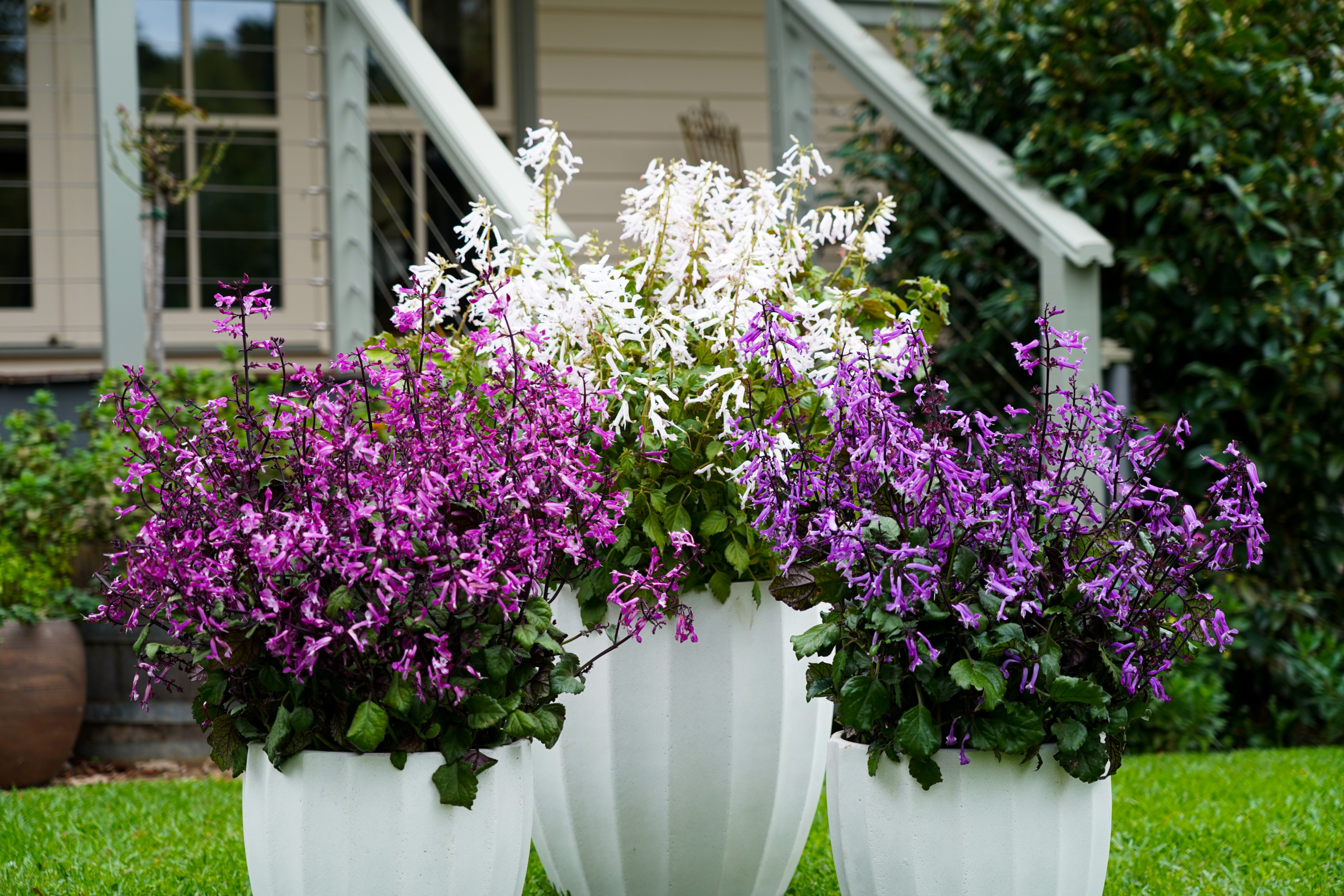 Plectranthus Mona collection (7)